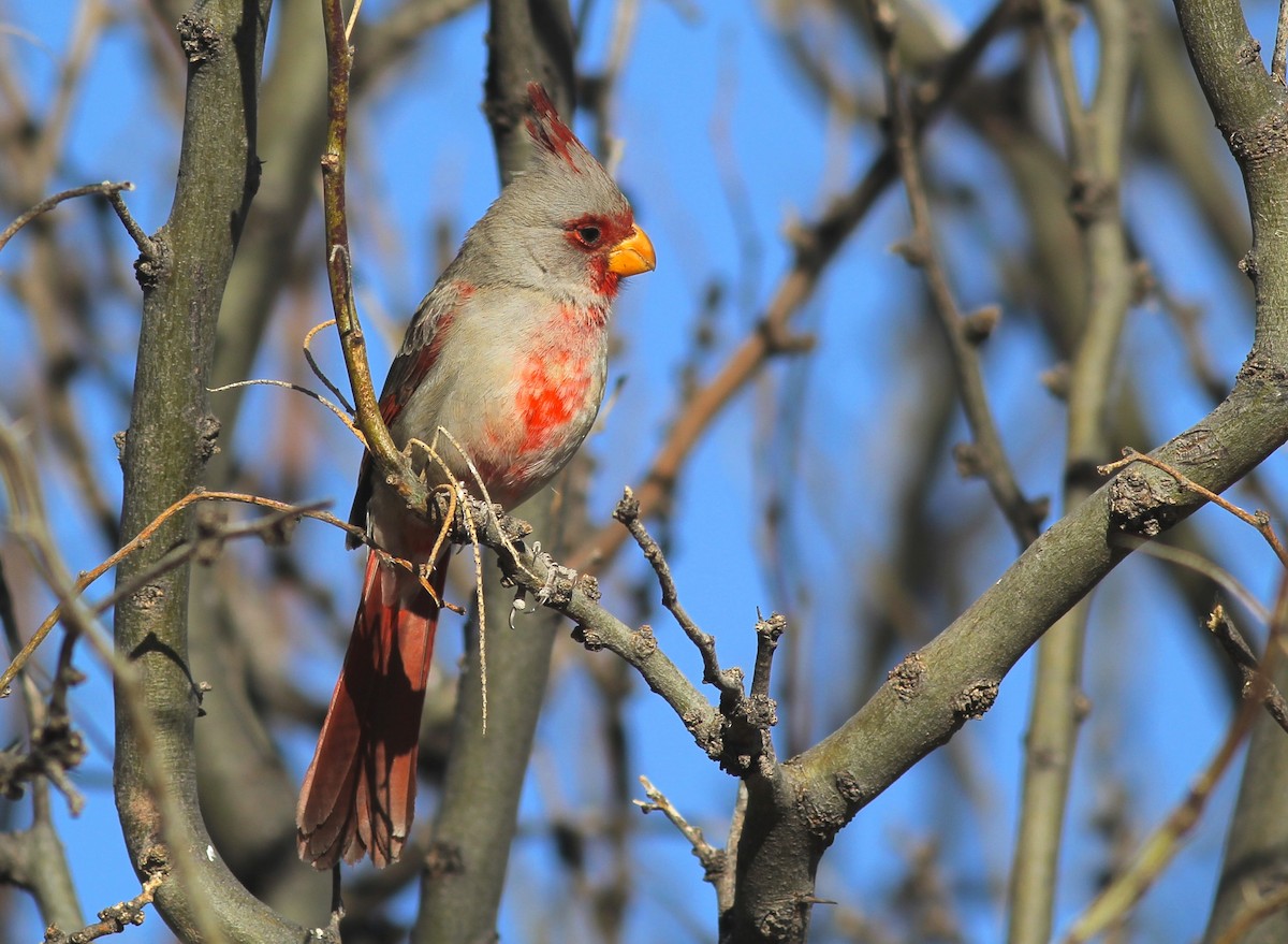 Pyrrhuloxia - ML94765291