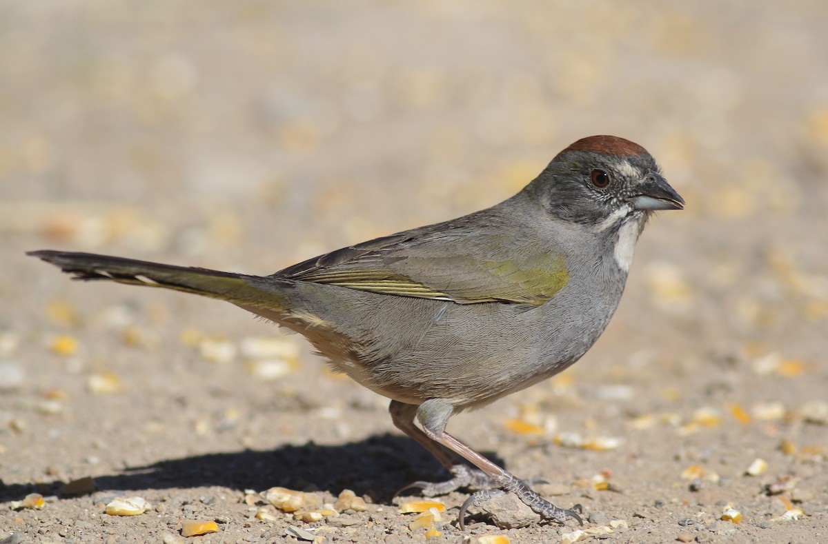 Green-tailed Towhee - ML94765501