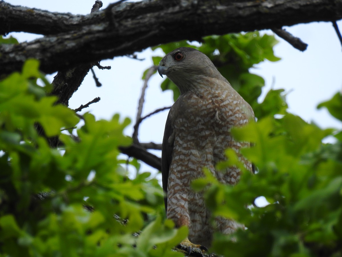 Cooper's Hawk - ML94765941