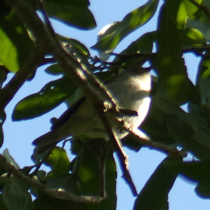 Tennessee Warbler - ML94766281