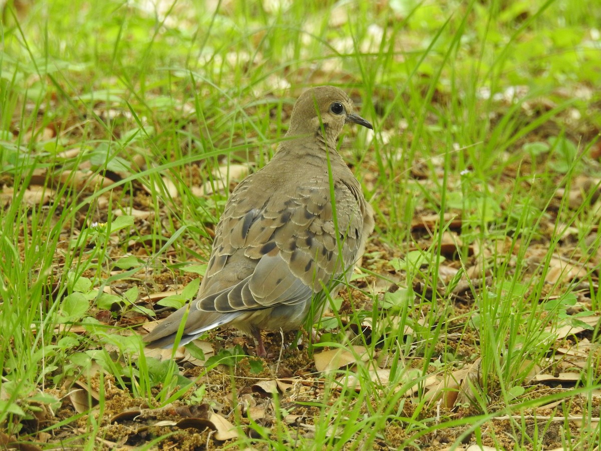 Mourning Dove - ML94766331