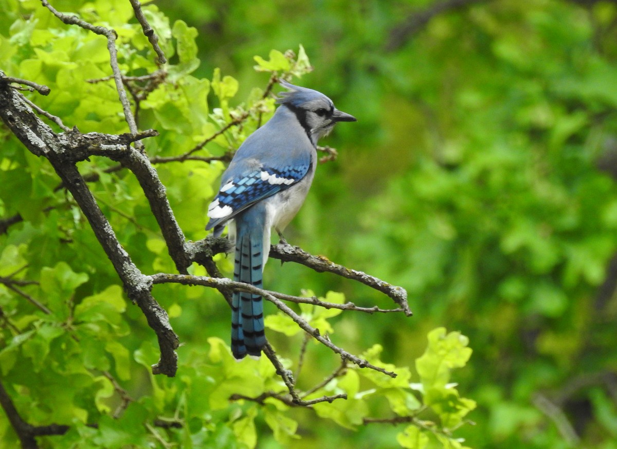 Blue Jay - ML94766971