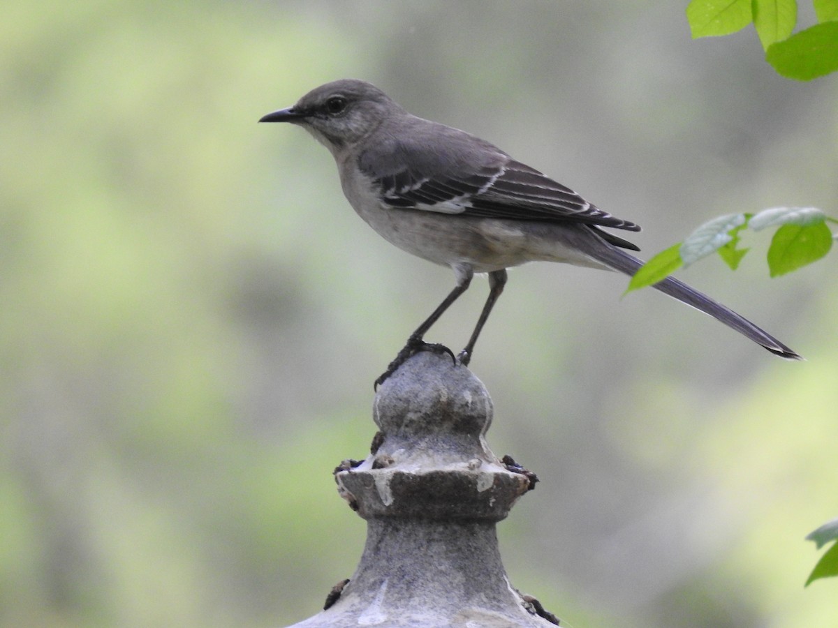 Northern Mockingbird - ML94767551