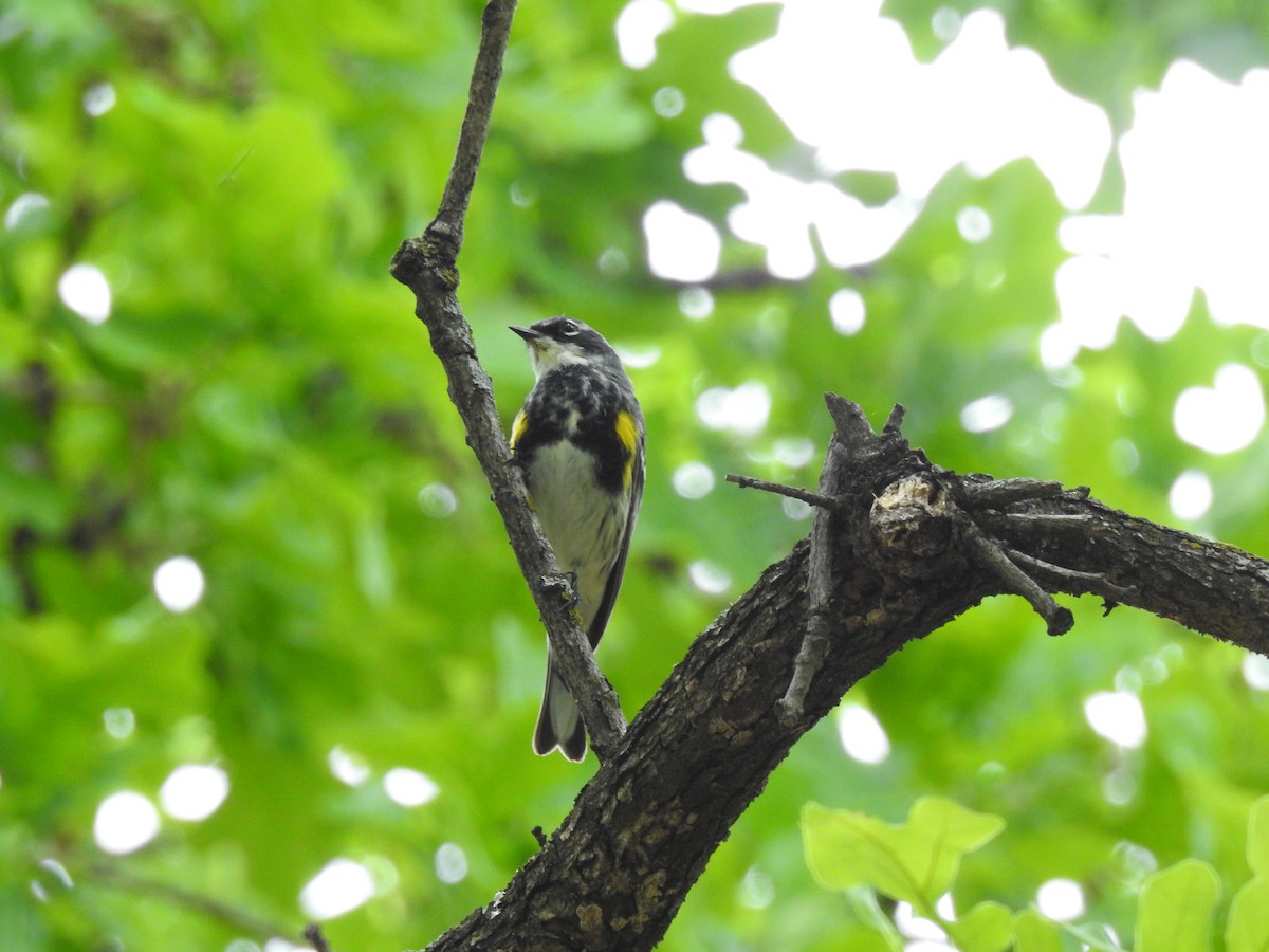 Yellow-rumped Warbler (Myrtle) - ML94767921