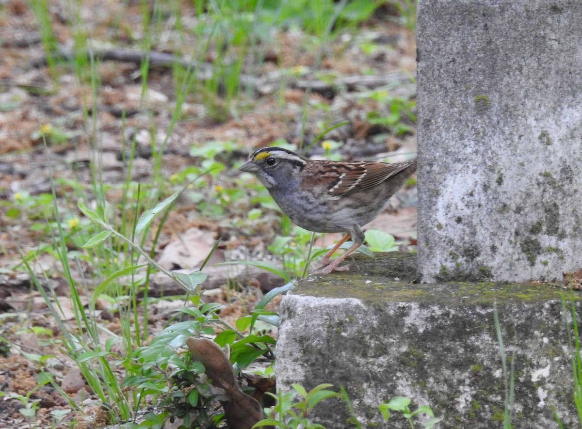 White-throated Sparrow - ML94768771