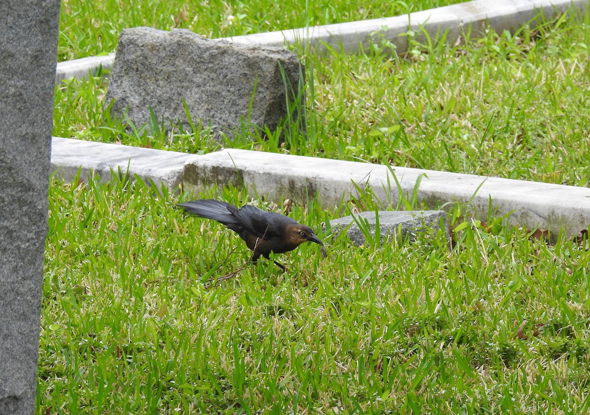 Great-tailed Grackle - ML94768971