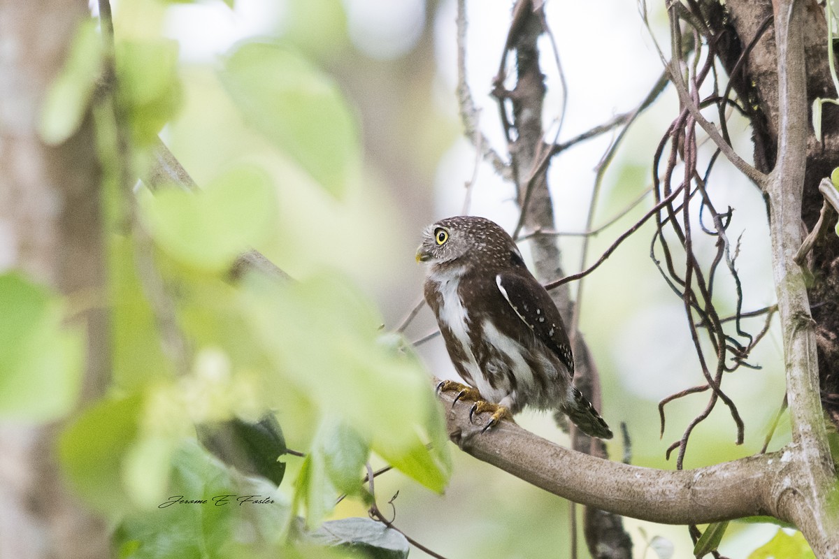 Ferruginous Pygmy-Owl - ML94769031