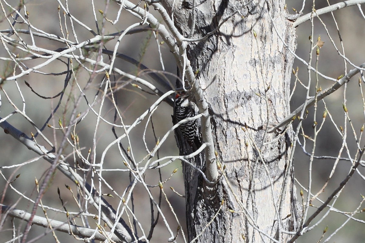 Ladder-backed Woodpecker - ML94769051