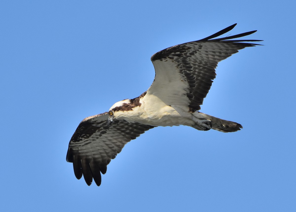 Osprey (carolinensis) - ML94771901