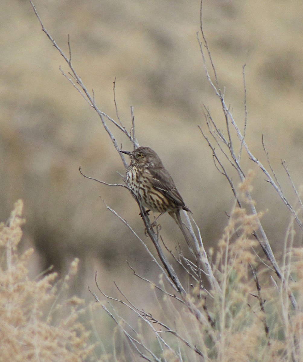 Sage Thrasher - ML94772191