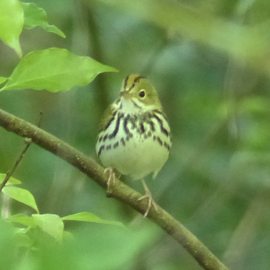 Ovenbird - ML94772351