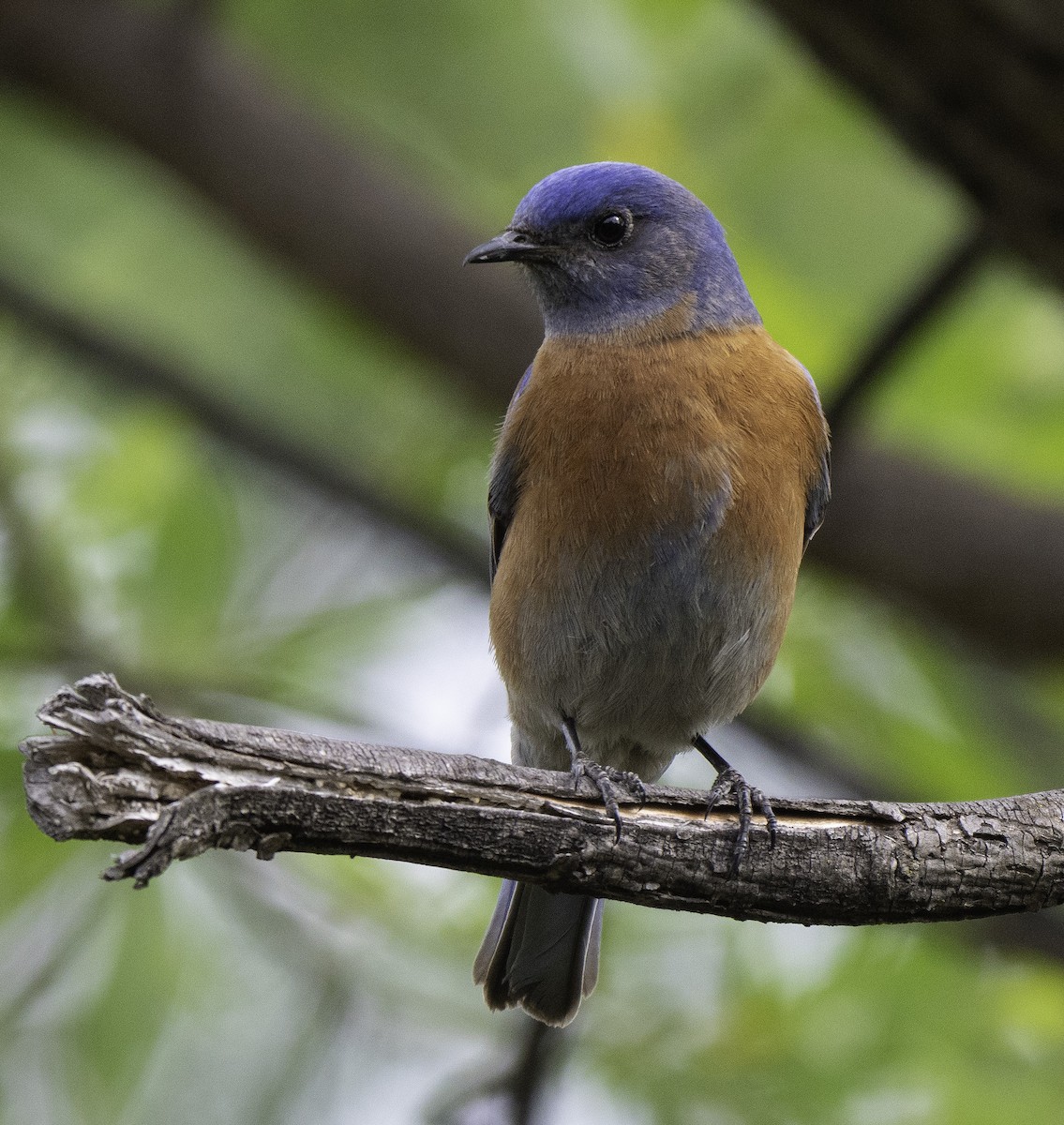 Western Bluebird - ML94773051