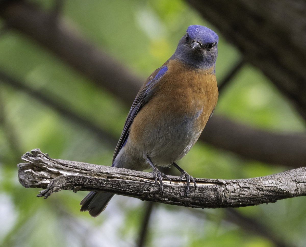 Western Bluebird - ML94773091