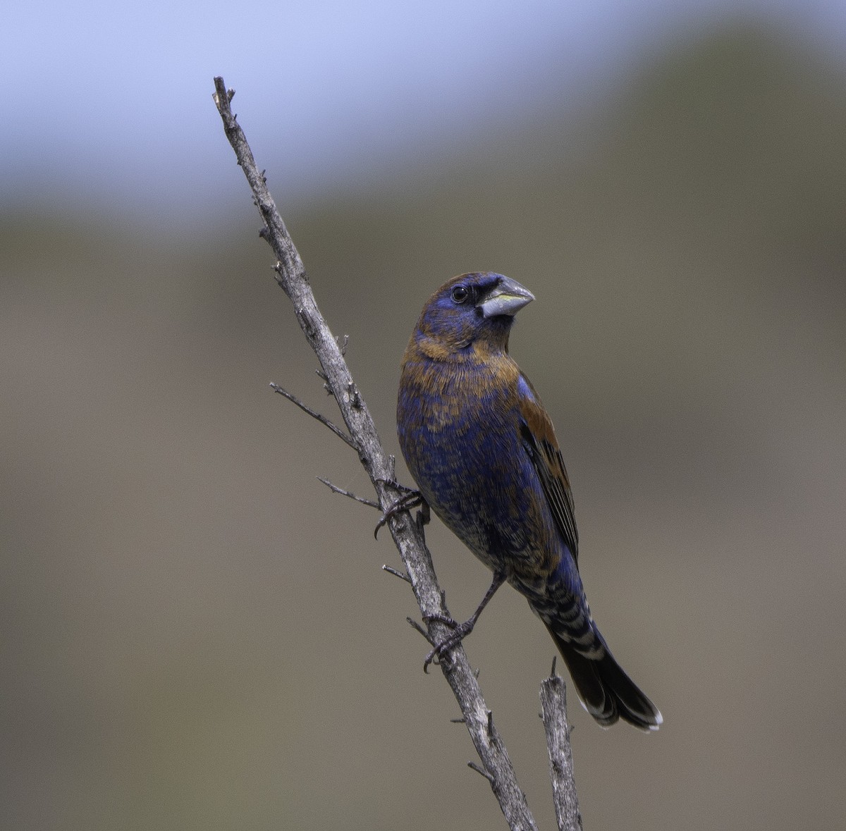 Blue Grosbeak - ML94773231