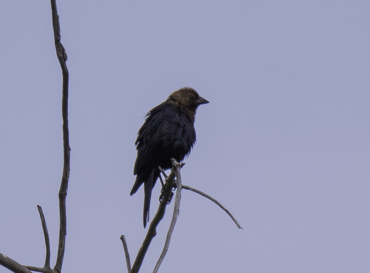 Brown-headed Cowbird - ML94773361