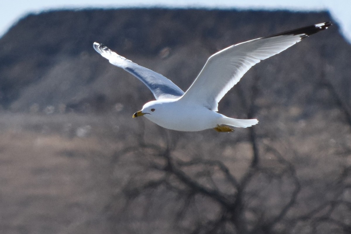 Ring-billed Gull - ML94774441