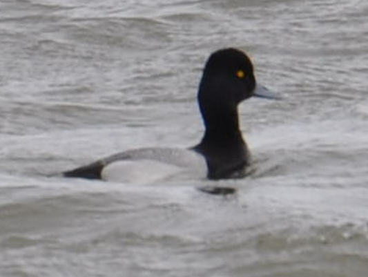 Greater Scaup - ML94774461