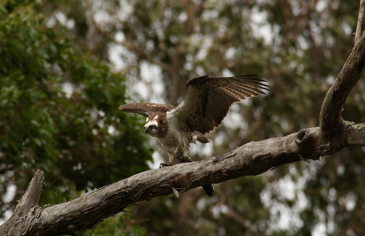 orlovec říční - ML94774661