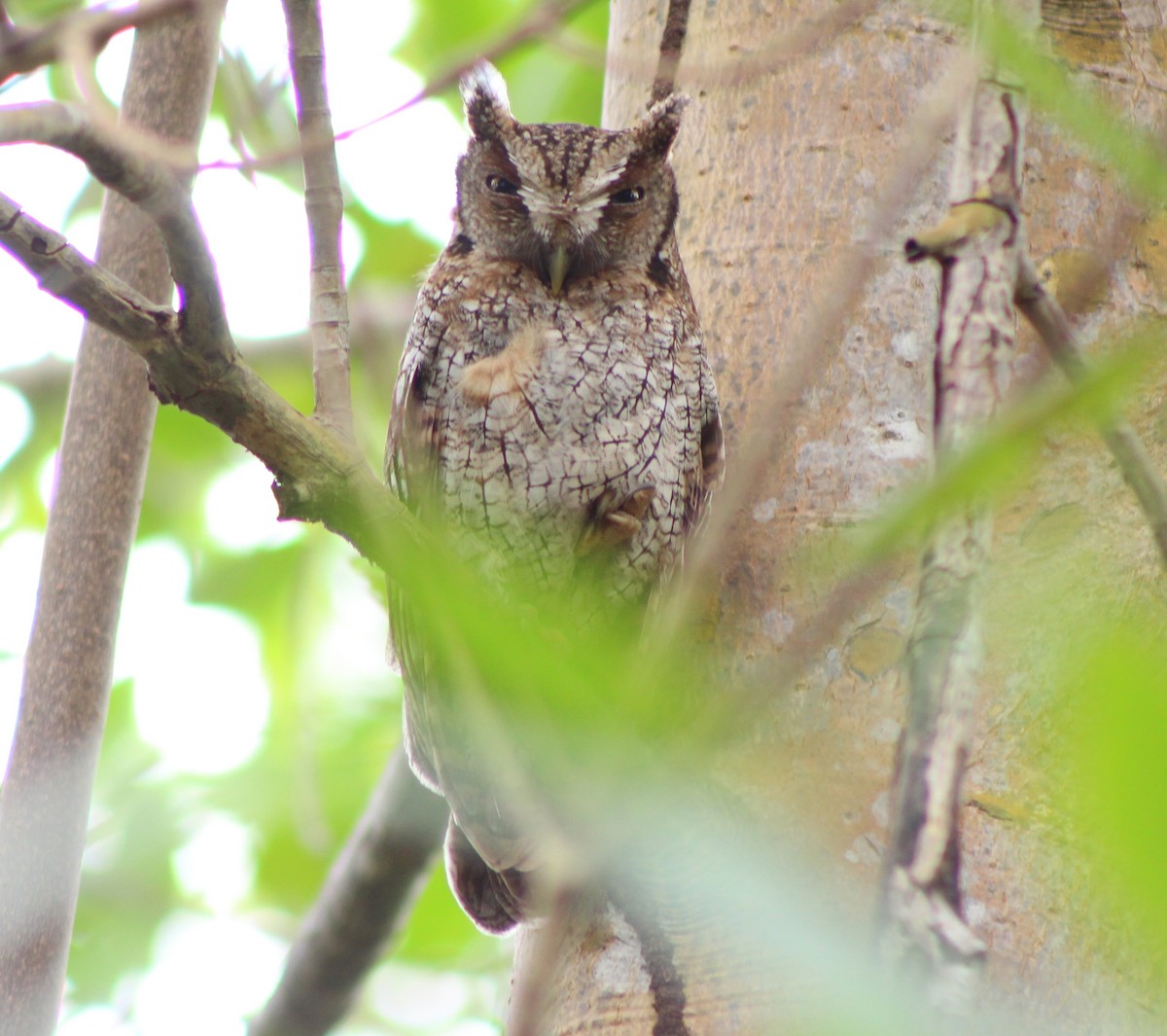 Tropical Screech-Owl - Elizabeth Seebaran