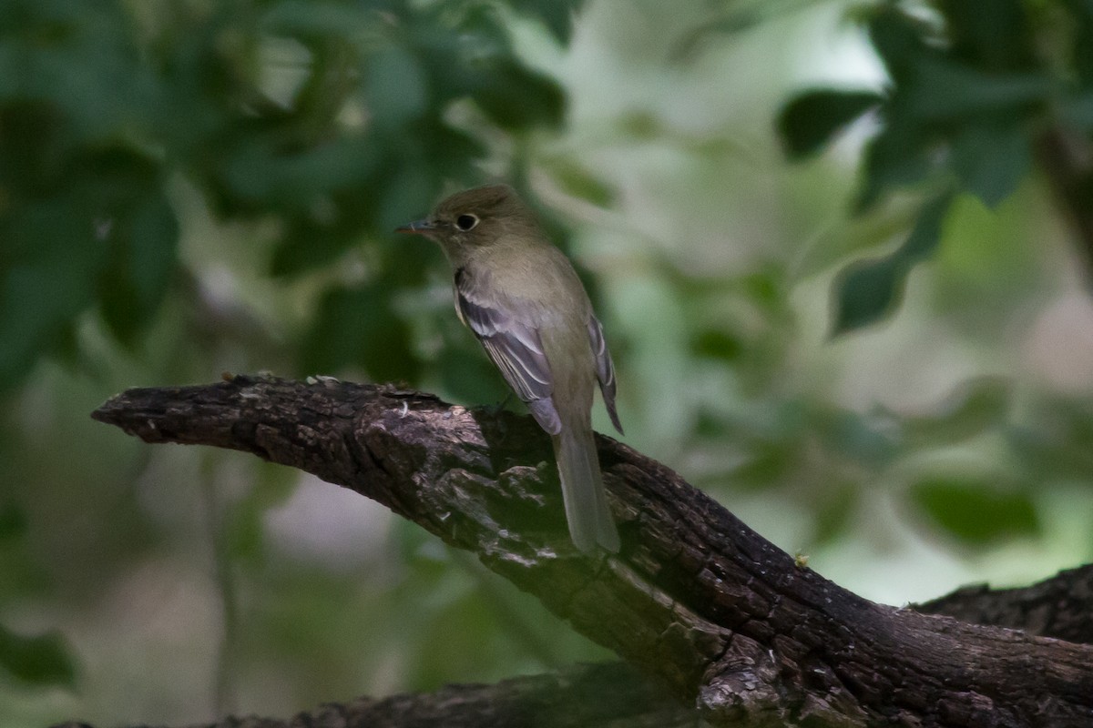 Western Flycatcher (Pacific-slope) - ML94778731