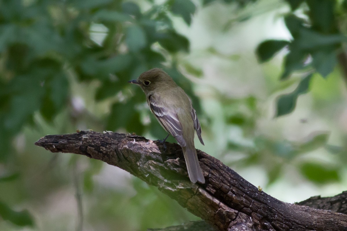 Western Flycatcher (Pacific-slope) - ML94778741