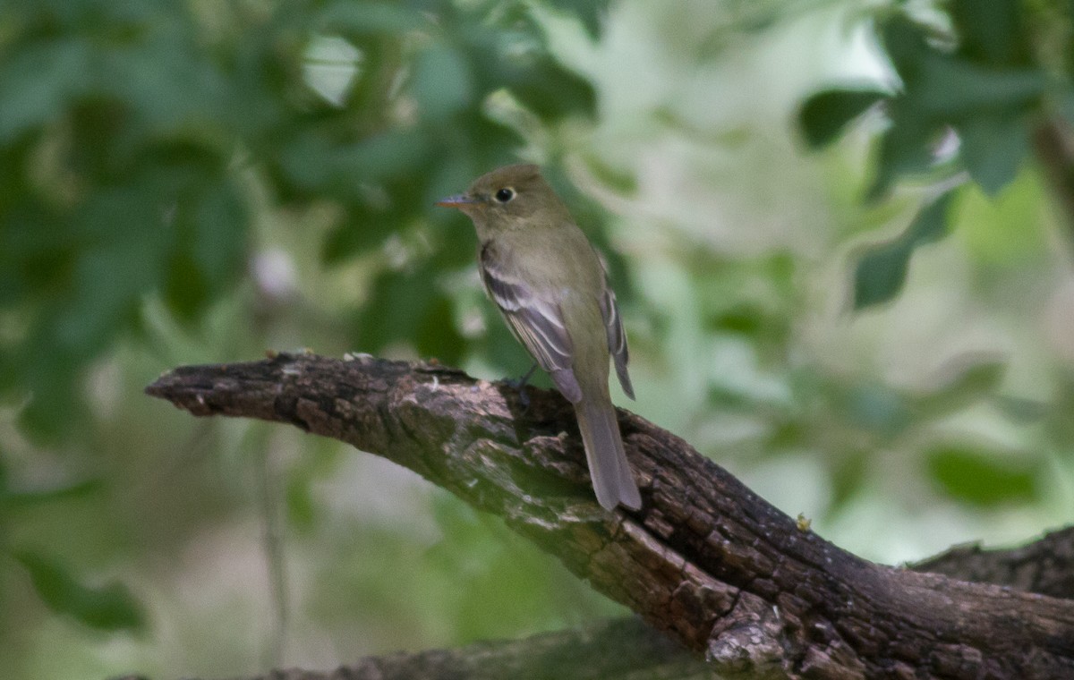 Western Flycatcher (Pacific-slope) - ML94778751