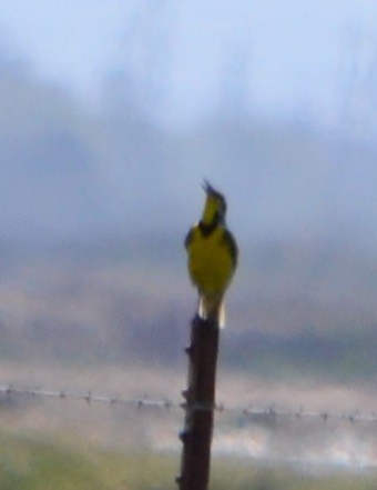 Western Meadowlark - ML94779501