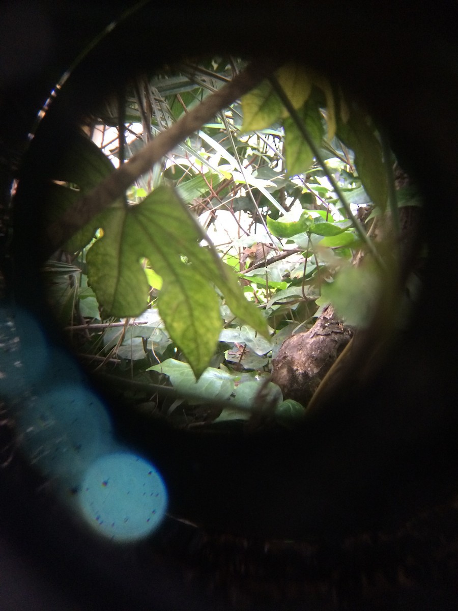 Slaty-blue Flycatcher - ML94781331