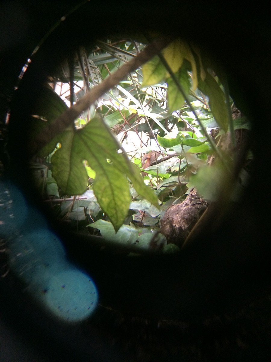 Slaty-blue Flycatcher - Alex Nickley