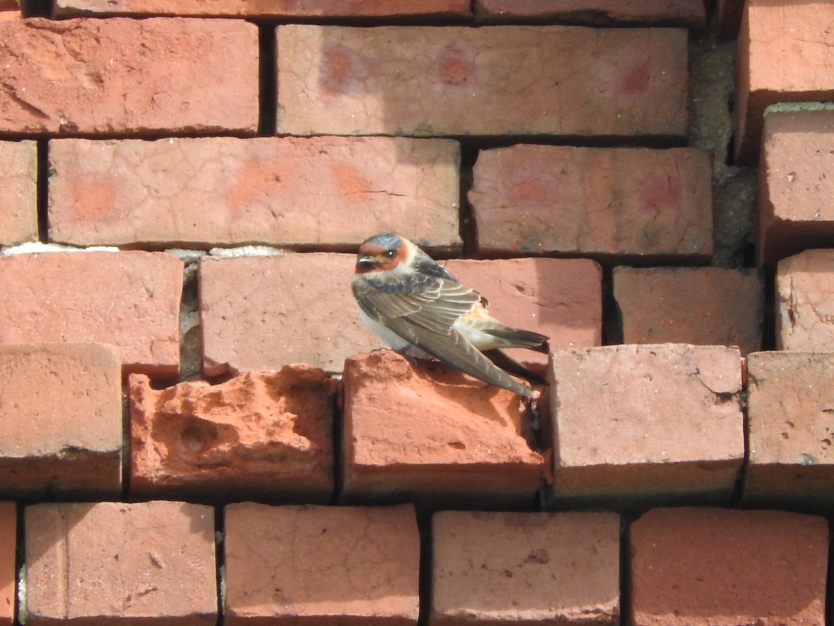 Golondrina Pueblera - ML94781401