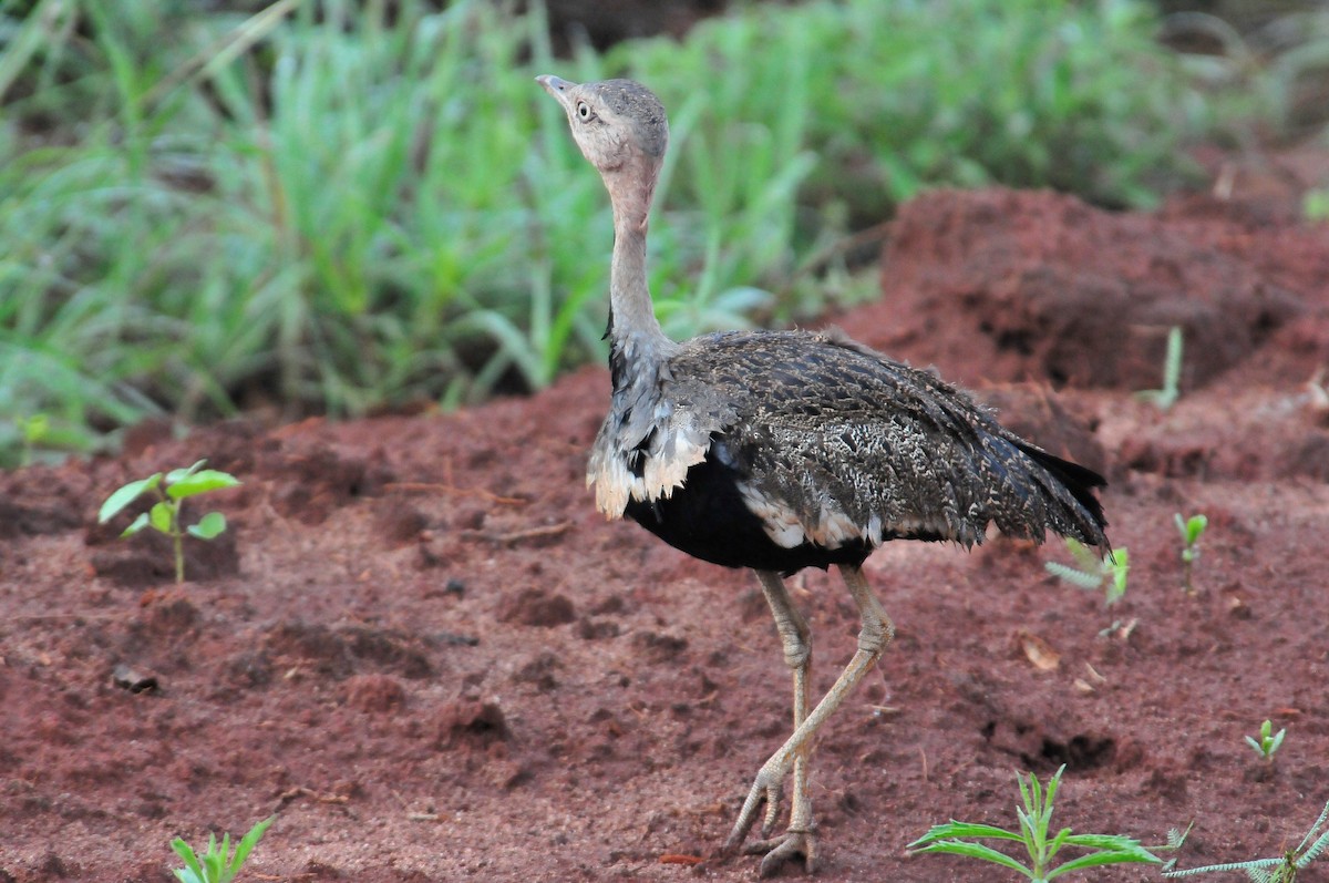 Buff-crested Bustard - Kurt Hennige