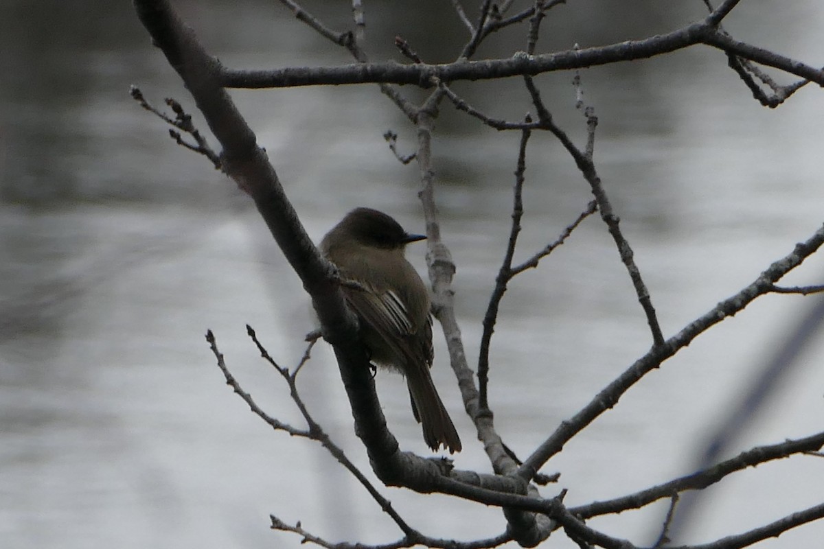 Eastern Phoebe - ML94784061