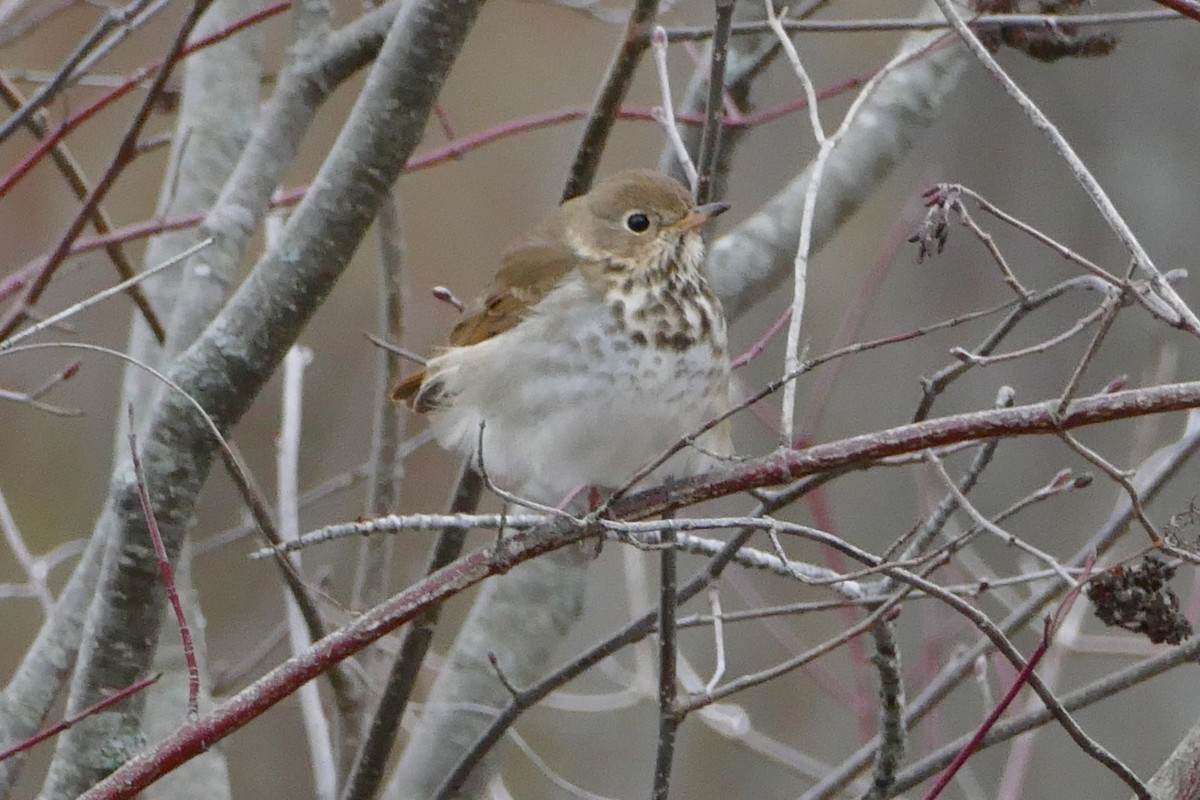 Hermit Thrush - ML94784101