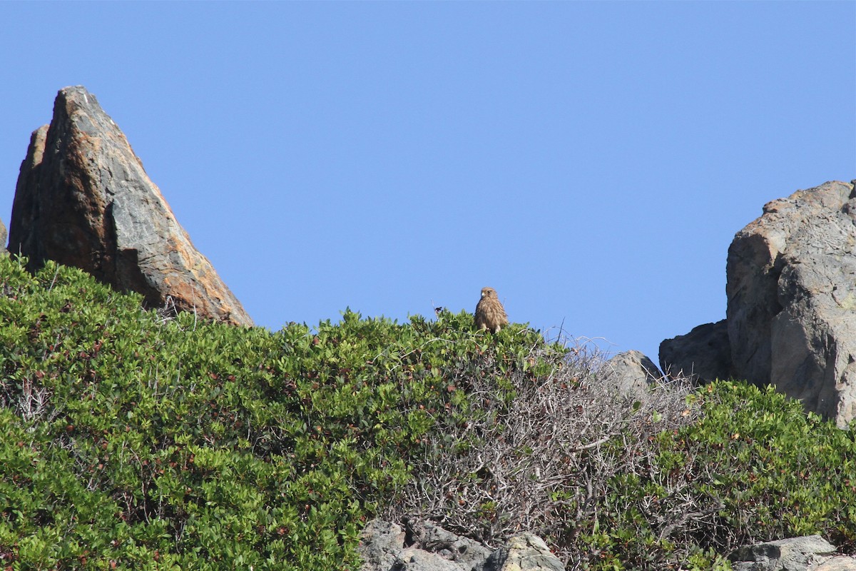 Eurasian Kestrel - ML94784151
