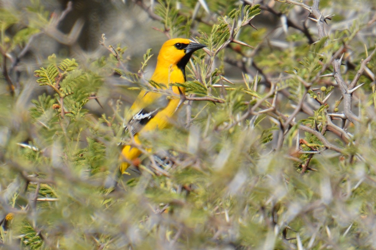 Yellow Oriole - ML94784241