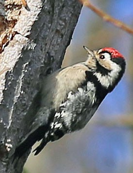Lesser Spotted Woodpecker - ML94784411