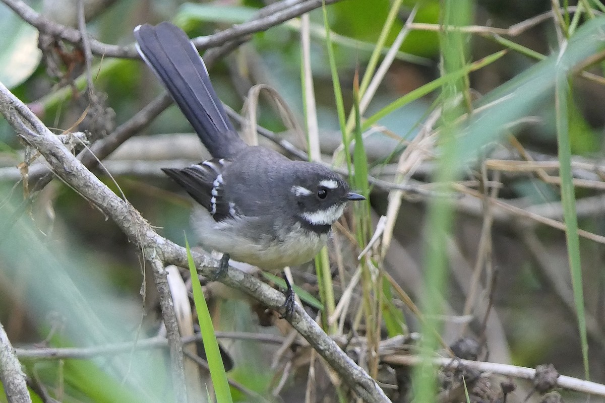 Gray Fantail - ML94786921
