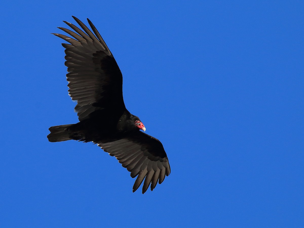 Turkey Vulture - ML94787551