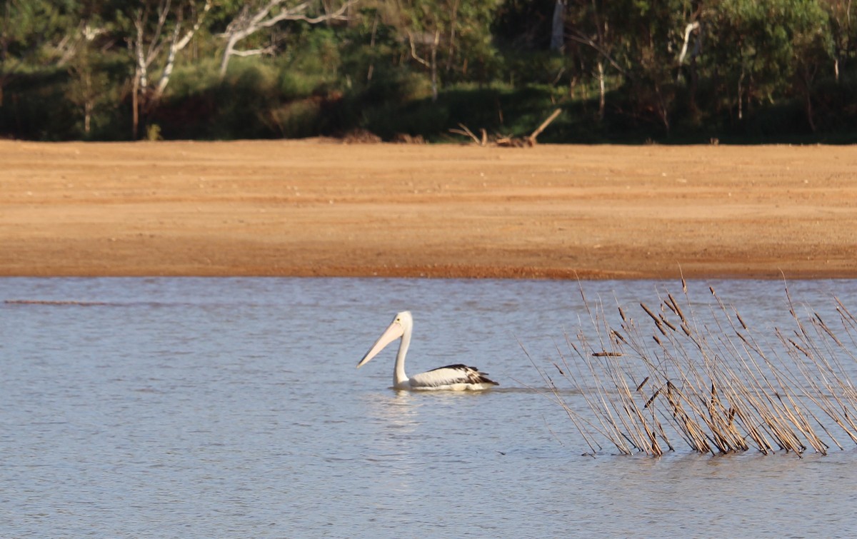 pelikán australský - ML94788301