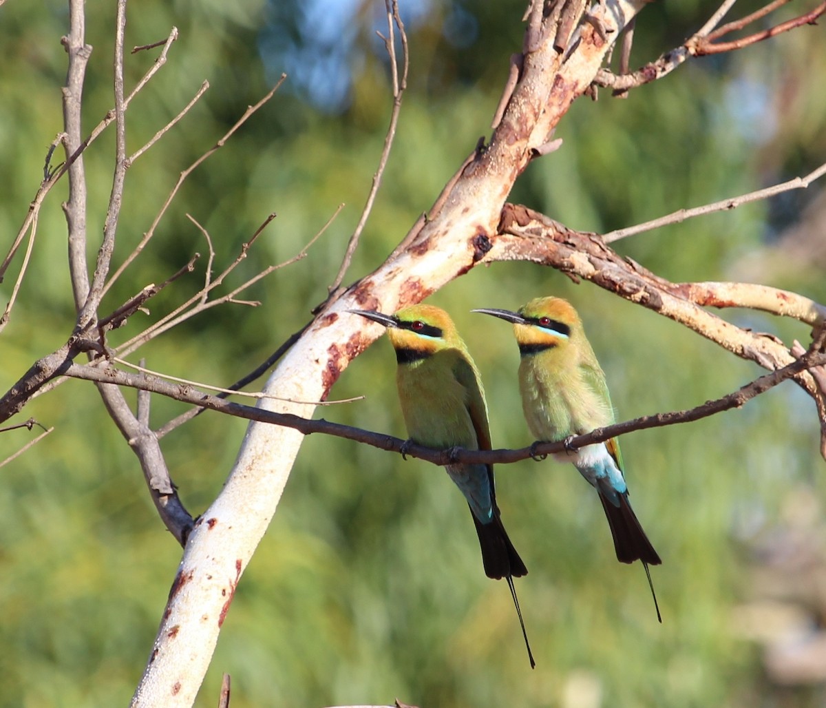 Rainbow Bee-eater - Jan and Larry Martin