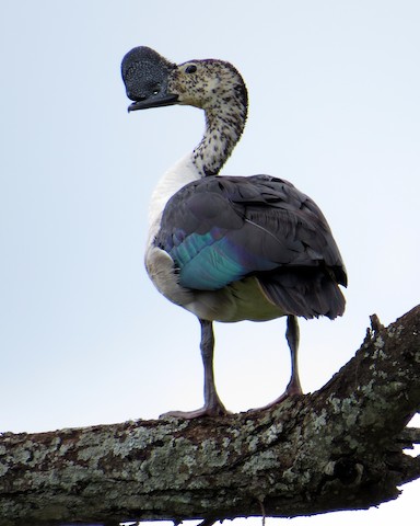 Photos - Knob-billed Duck - Sarkidiornis melanotos - Birds of the World