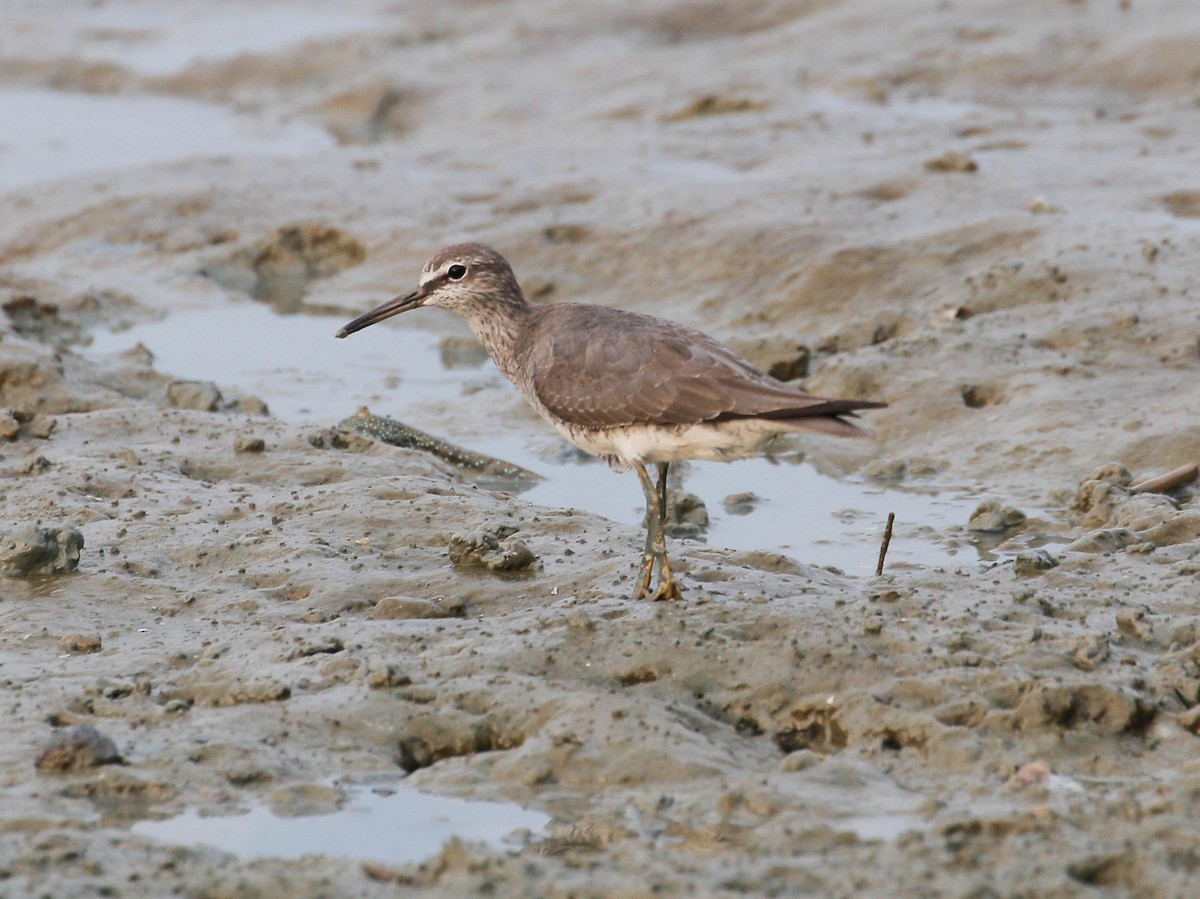 Gray-tailed Tattler - ML94789931