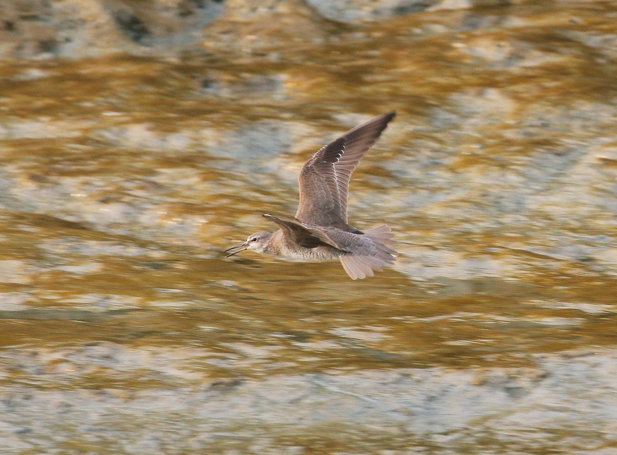 Grauschwanz-Wasserläufer - ML94789951