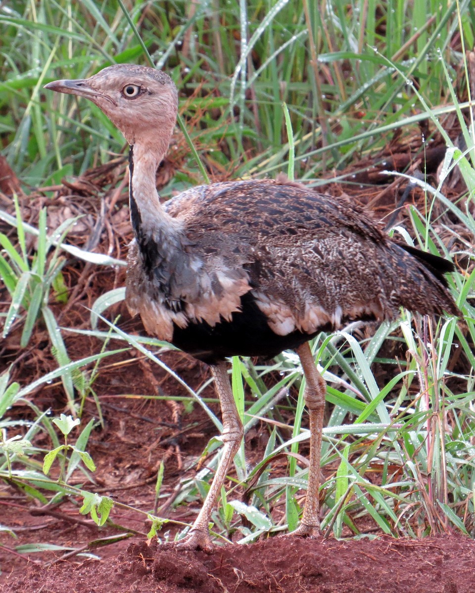 Buff-crested Bustard - Pam Campbell