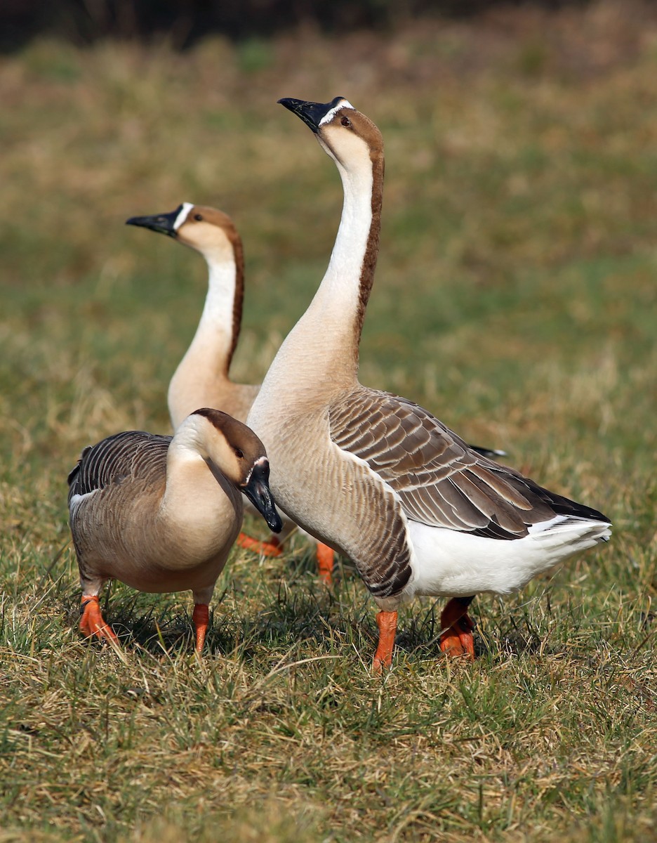 Swan Goose (Domestic type) - ML94790601
