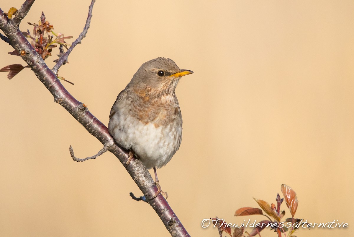 Red-throated Thrush - ML94791591