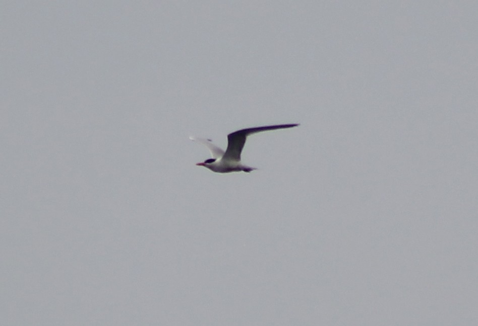 Caspian Tern - ML94792581