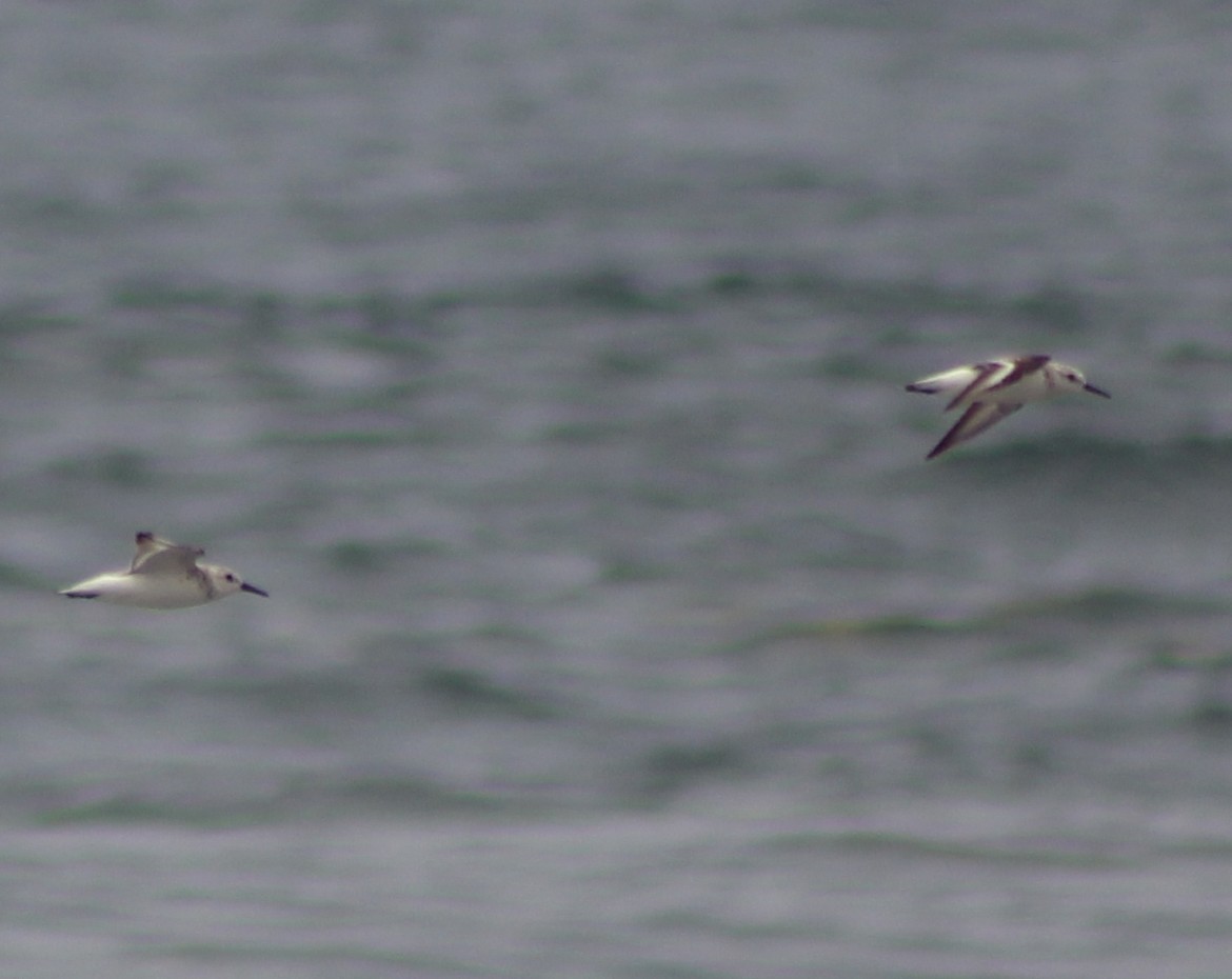 Bécasseau sanderling - ML94792601