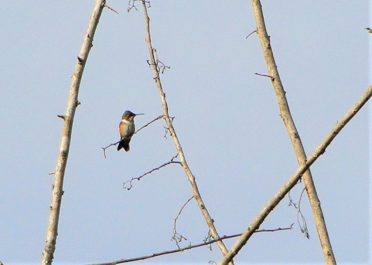 Colibri améthyste - ML94792921