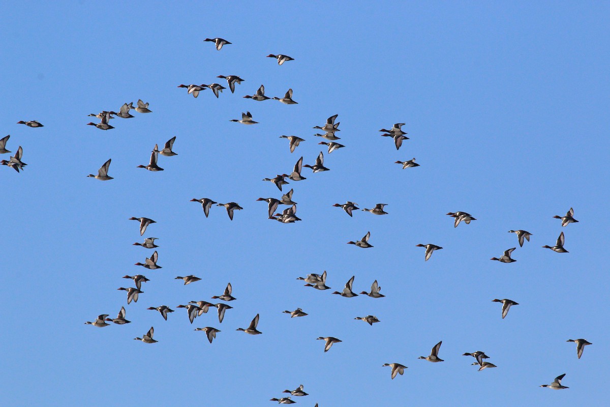 Red-crested Pochard - ML94794461